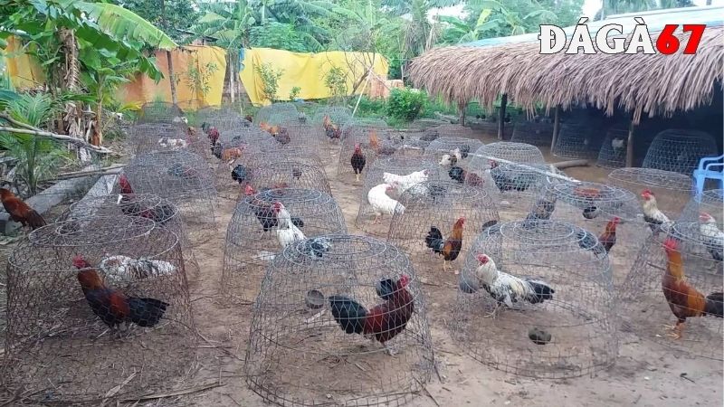 Cách tắm cho gà chọi rất quan trọng đến sức khỏe 